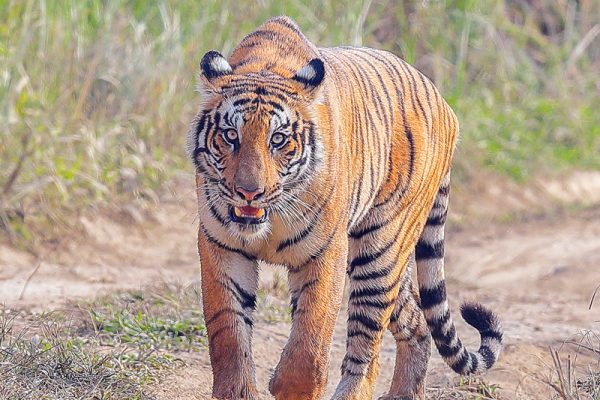 Tiger 1